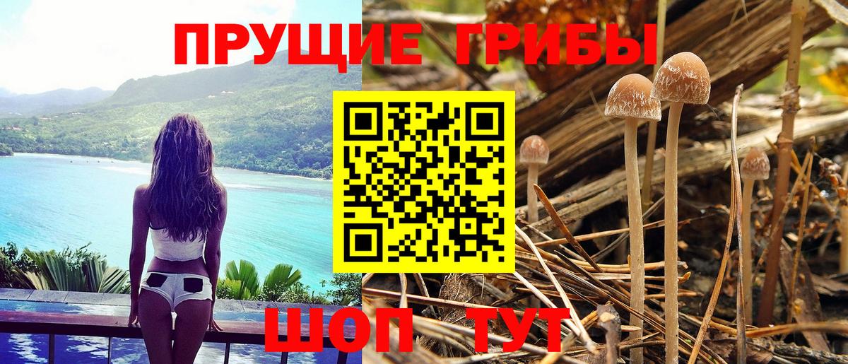 что такое   Псилоцибиновые грибы Cubensis  Вход с VPN  Жигулёвск  Галлюциногенные грибы мицелий 